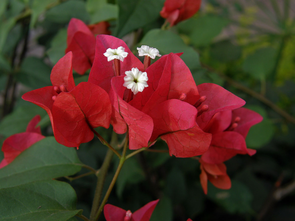 Bugenvilea lysá (Bougainvillea glabra Choisy)