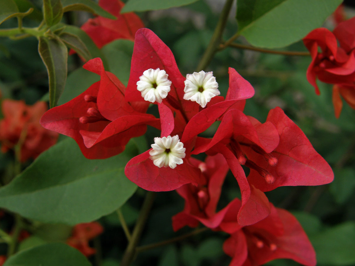 Bugenvilea lysá (Bougainvillea glabra Choisy)