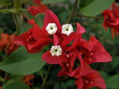 Bugenvilea lysá (Bougainvillea glabra Choisy)