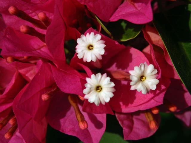 Bugenvilea lysá (Bougainvillea glabra Choisy)