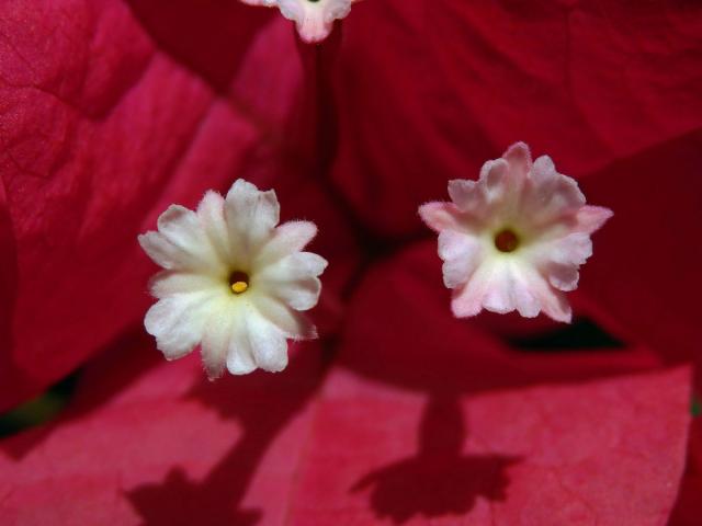 Bugenvilea lysá (Bougainvillea glabra Choisy)