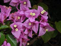 Bugenvilea lysá (Bougainvillea glabra Choisy)