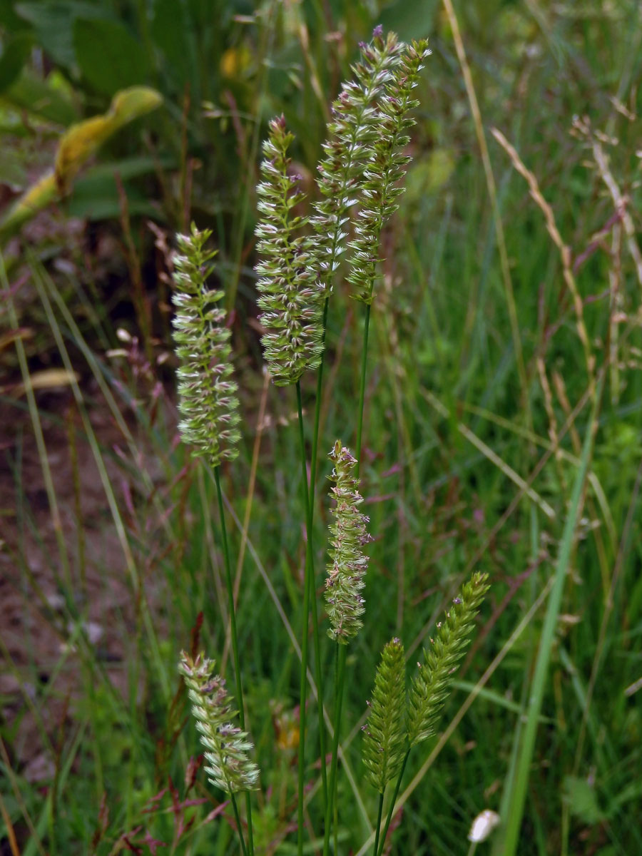 Poháňka hřebenitá (Cynosurus cristatus L.)