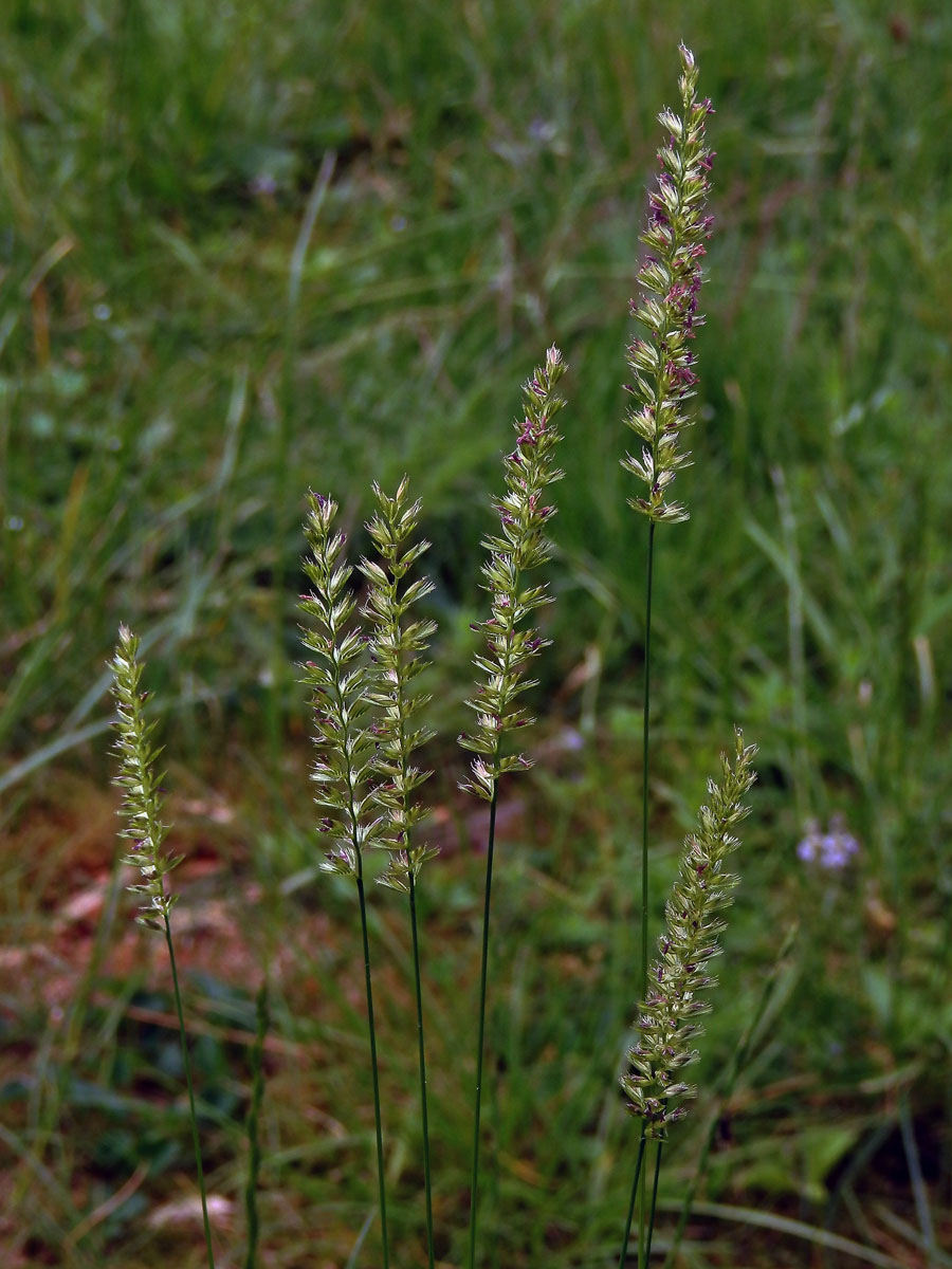 Poháňka hřebenitá (Cynosurus cristatus L.)