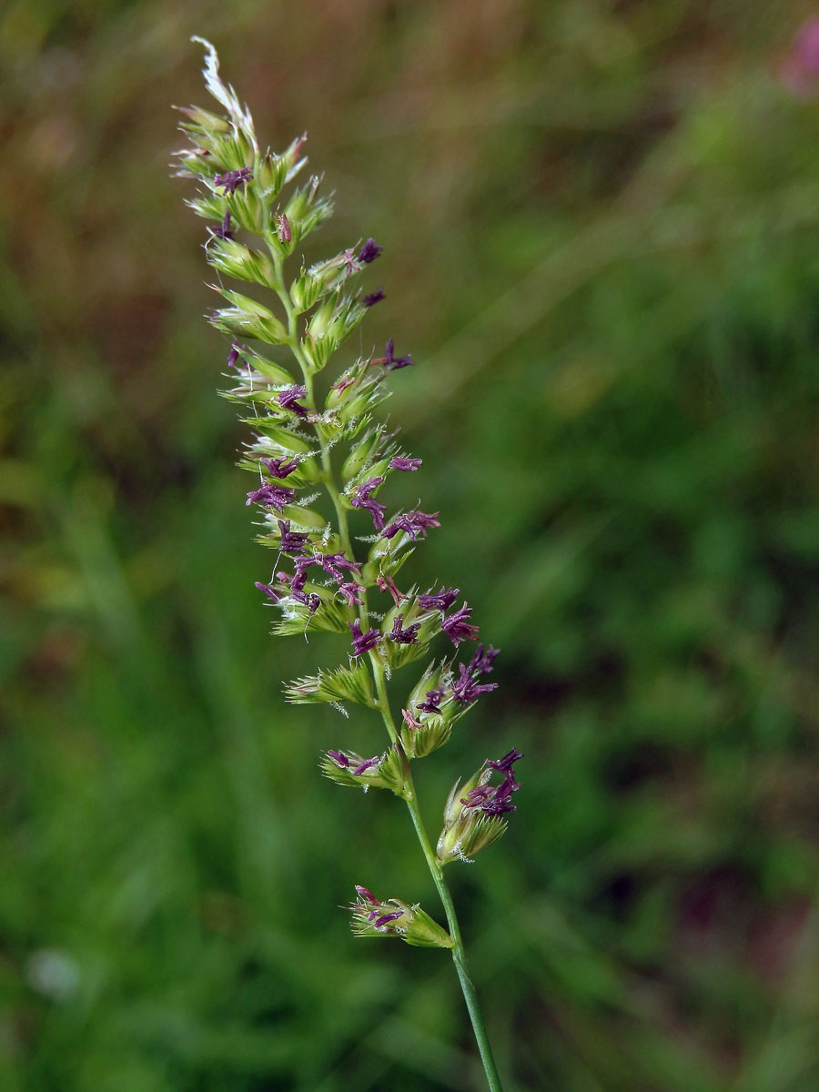 Poháňka hřebenitá (Cynosurus cristatus L.)