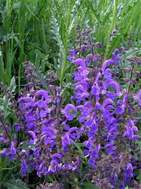 Šalvěj luční (Salvia pratensis L.)