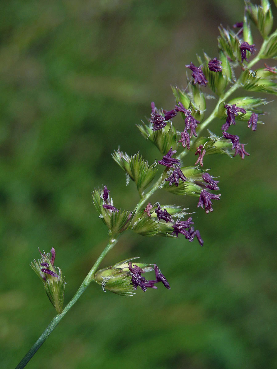 Poháňka hřebenitá (Cynosurus cristatus L.)