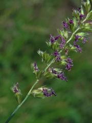 Poháňka hřebenitá (Cynosurus cristatus L.)