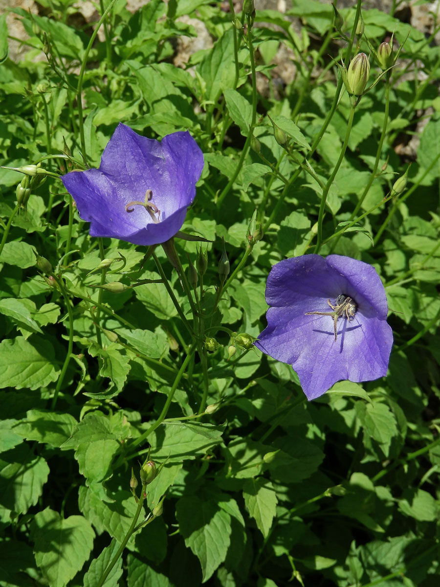 Zvonek karpatský (Campanula carpatica Jacq.)