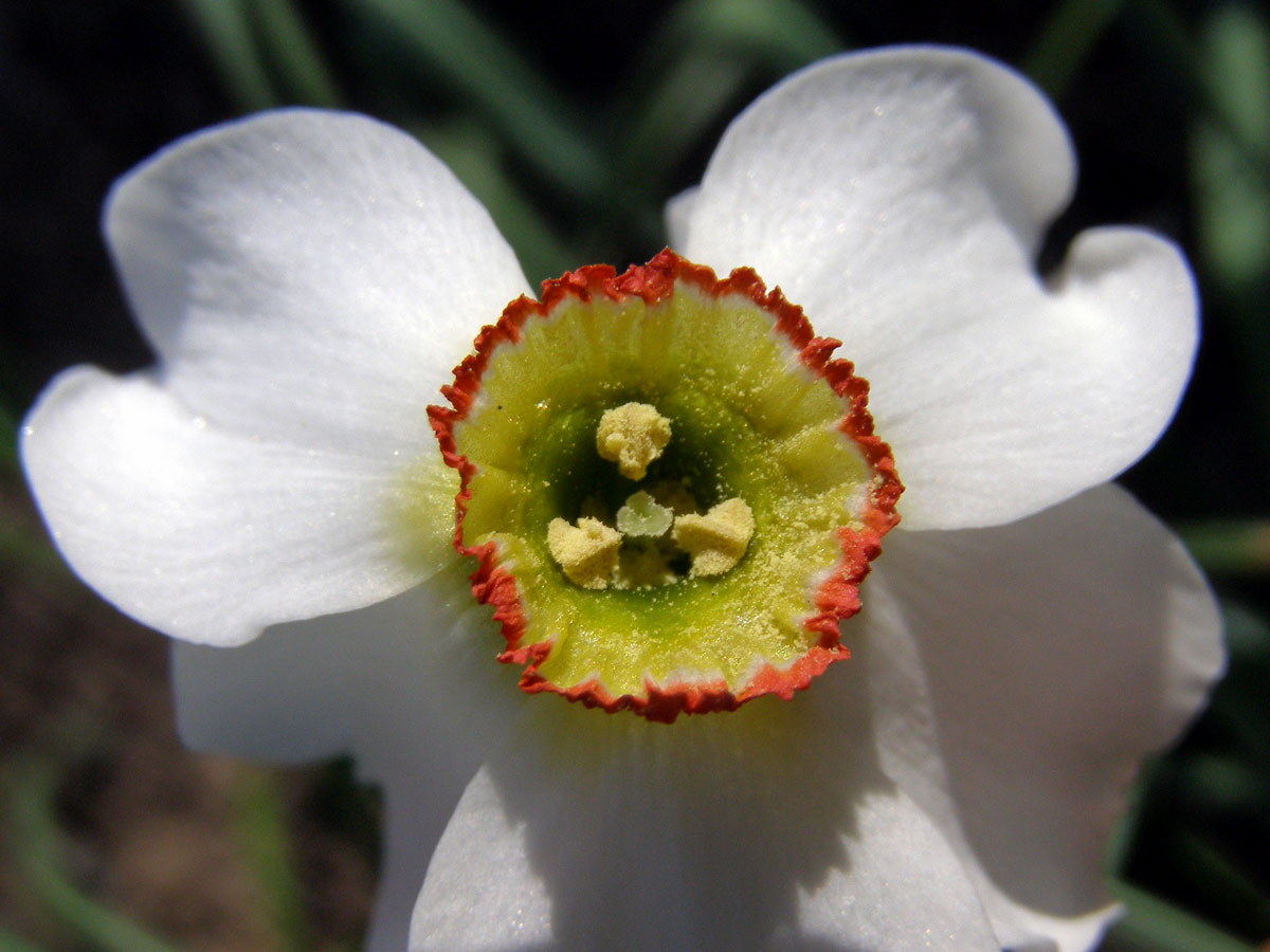 Narcis bílý (Narcissus poeticus L.)