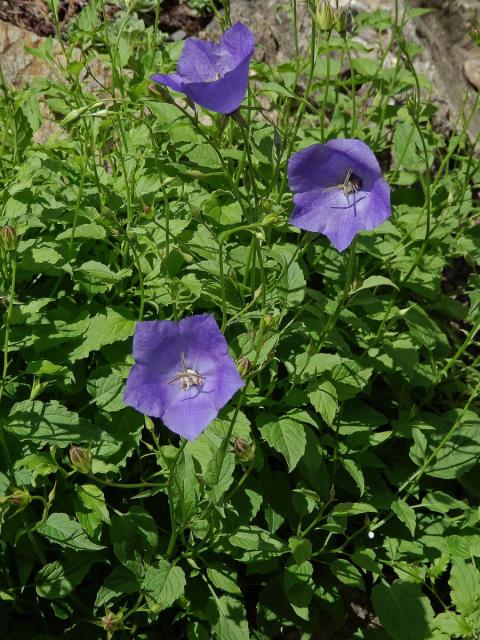 Zvonek karpatský (Campanula carpatica Jacq.)