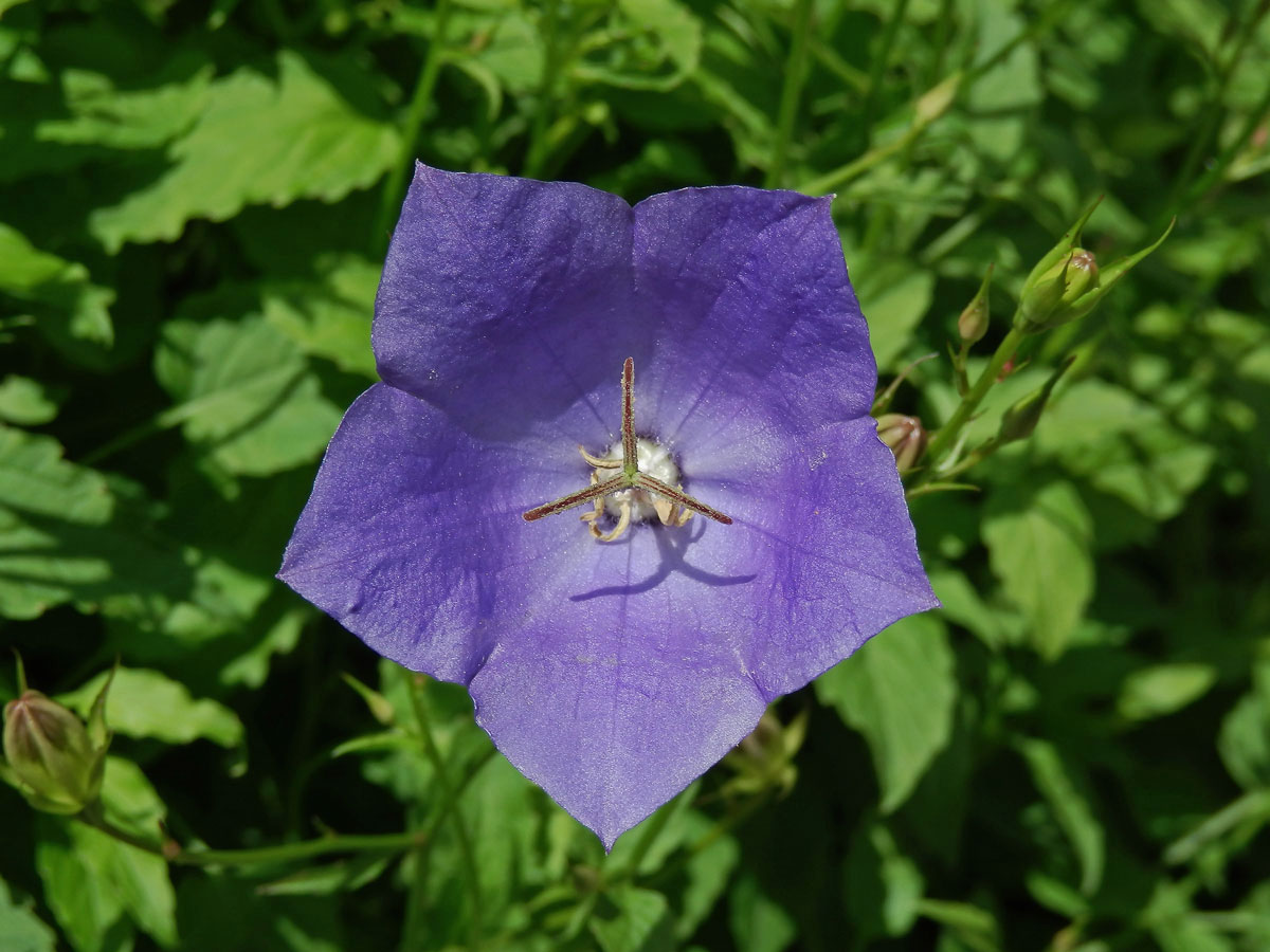 Zvonek karpatský (Campanula carpatica Jacq.)