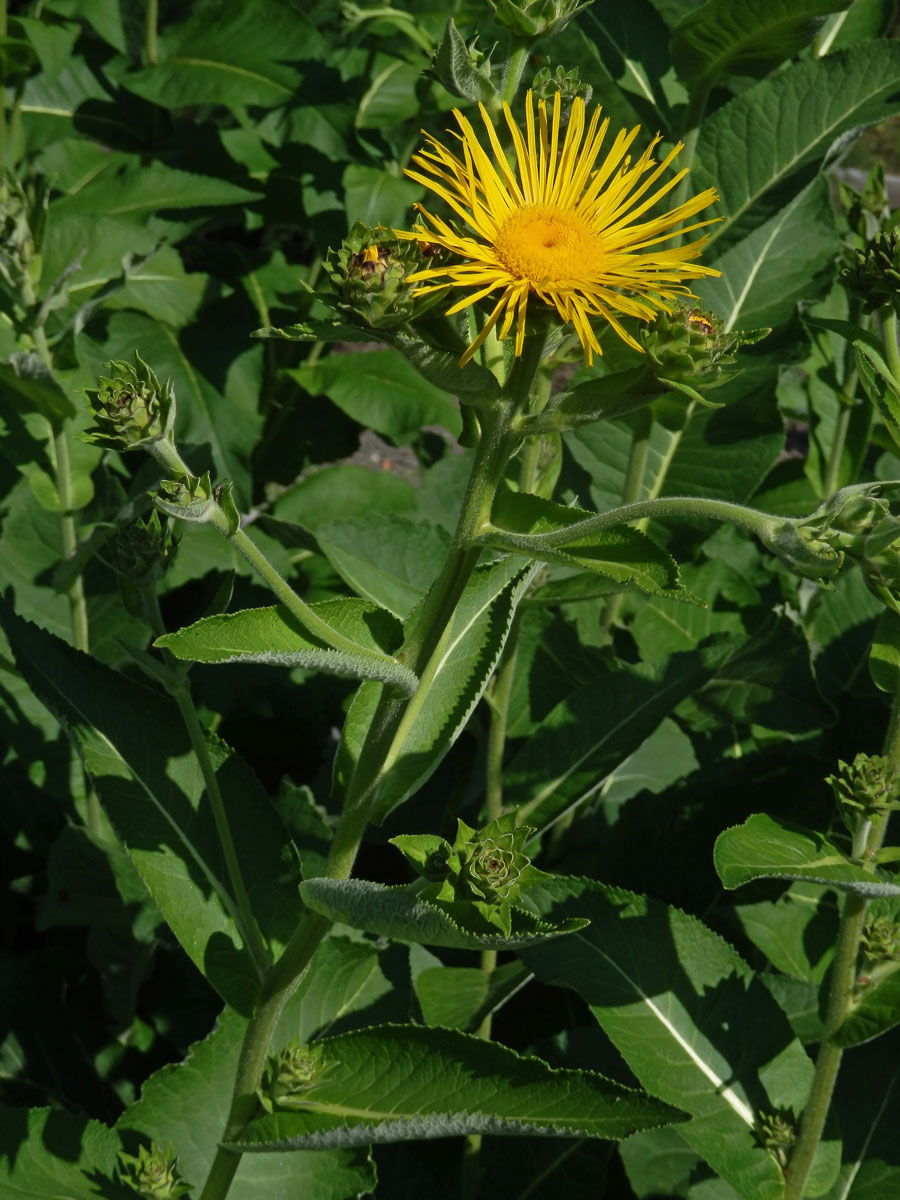 Oman pravý (Inula helenium L.)