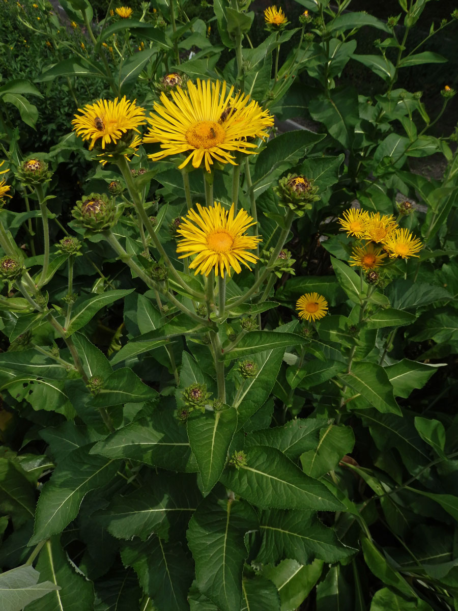 Oman pravý (Inula helenium L.)