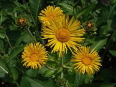 Oman pravý (Inula helenium L.)