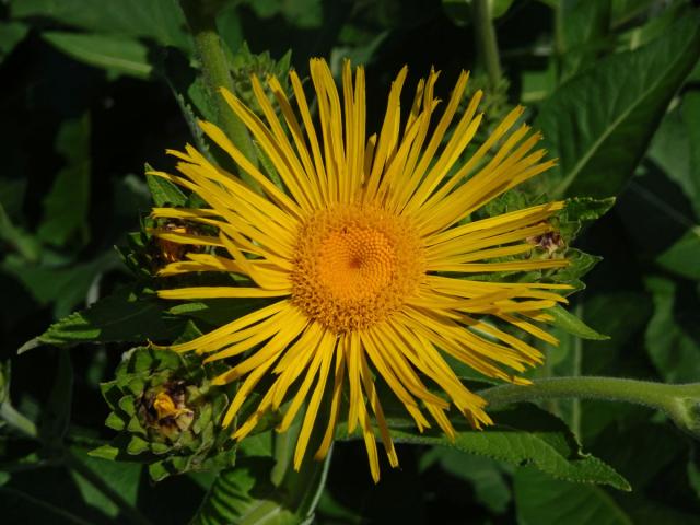 Oman pravý (Inula helenium L.)