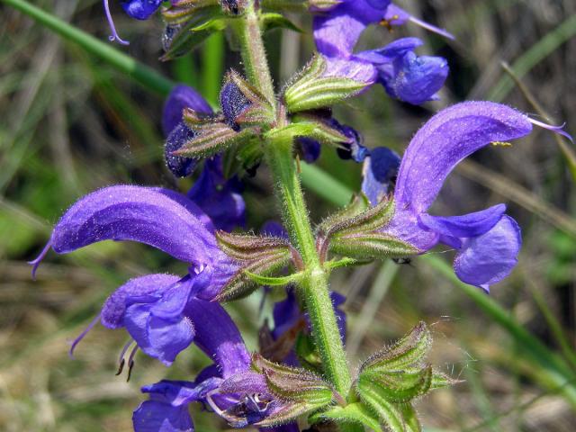 Šalvěj luční (Salvia pratensis L.)