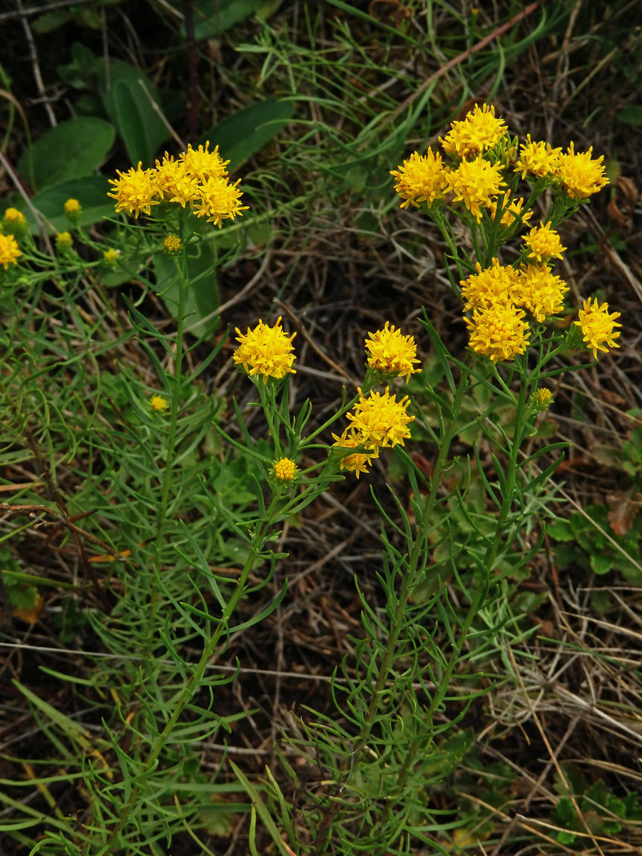 Hvězdnice zlatovlásek (Aster linosyris (L.) Bernh.)