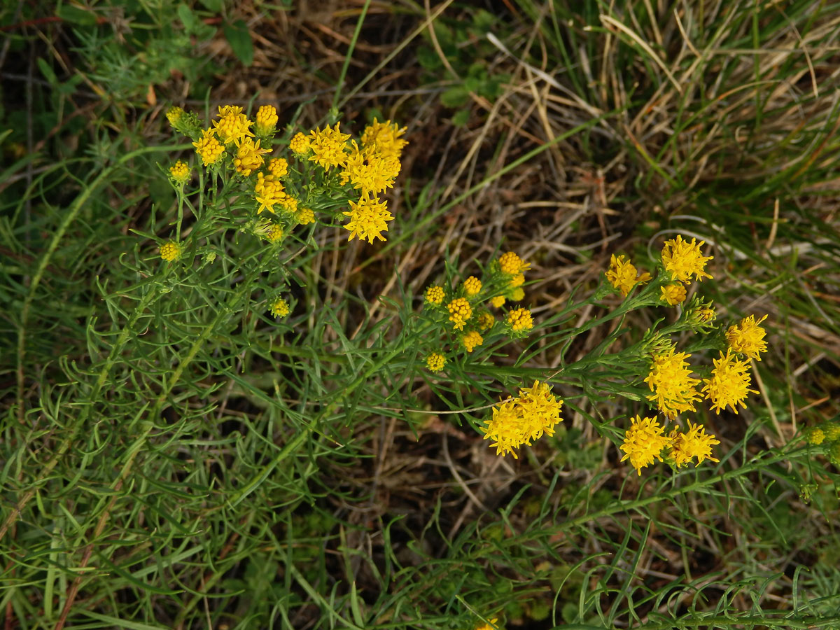 Hvězdnice zlatovlásek (Aster linosyris (L.) Bernh.)