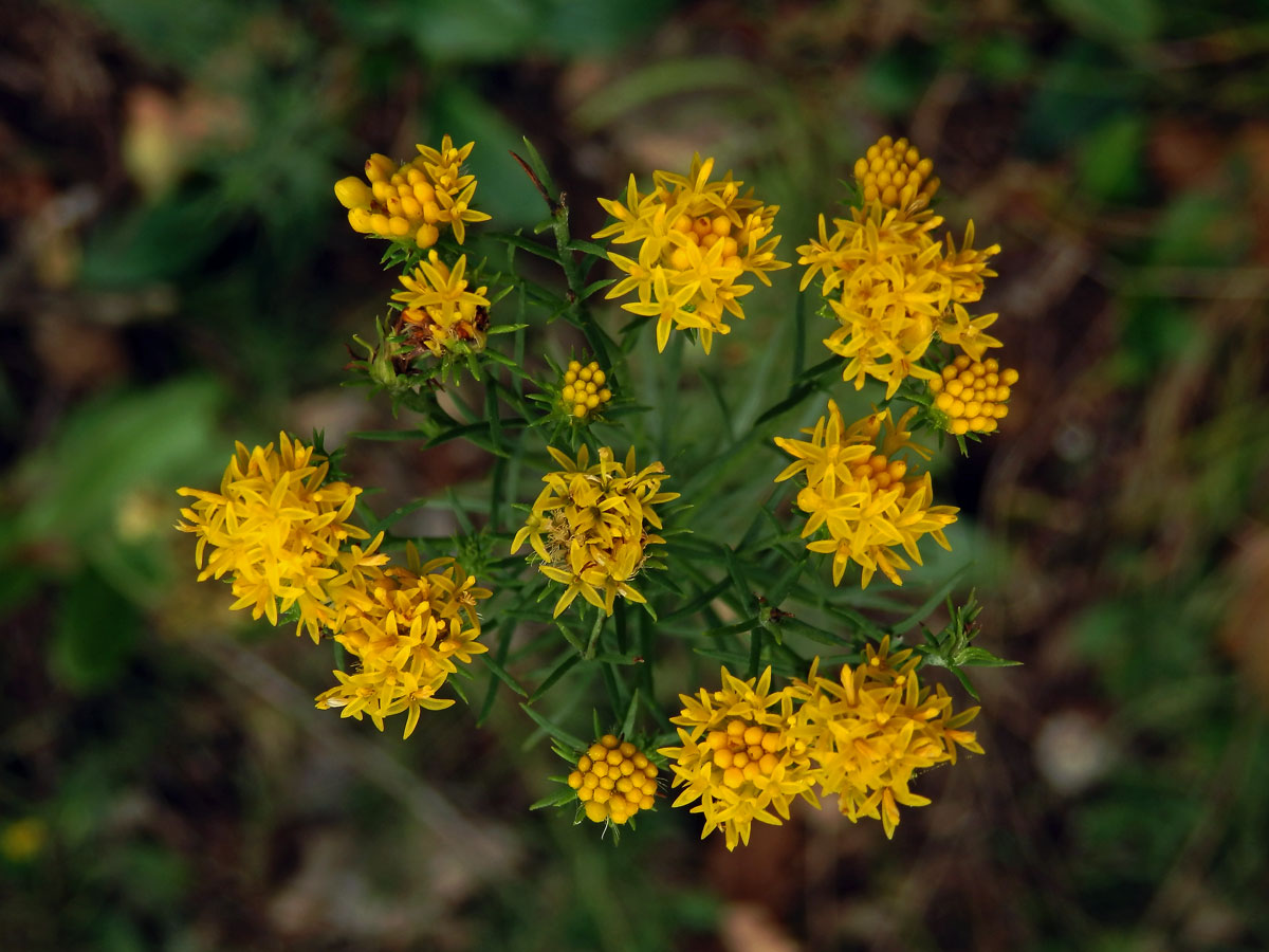 Hvězdnice zlatovlásek (Aster linosyris (L.) Bernh.)