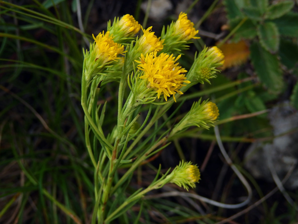 Hvězdnice zlatovlásek (Aster linosyris (L.) Bernh.)