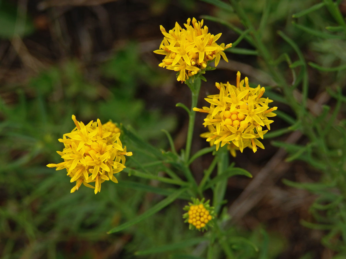 Hvězdnice zlatovlásek (Aster linosyris (L.) Bernh.)