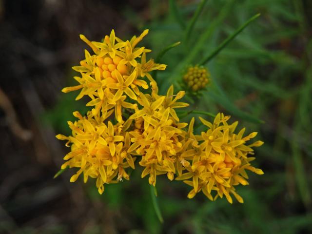 Hvězdnice zlatovlásek (Aster linosyris (L.) Bernh.)