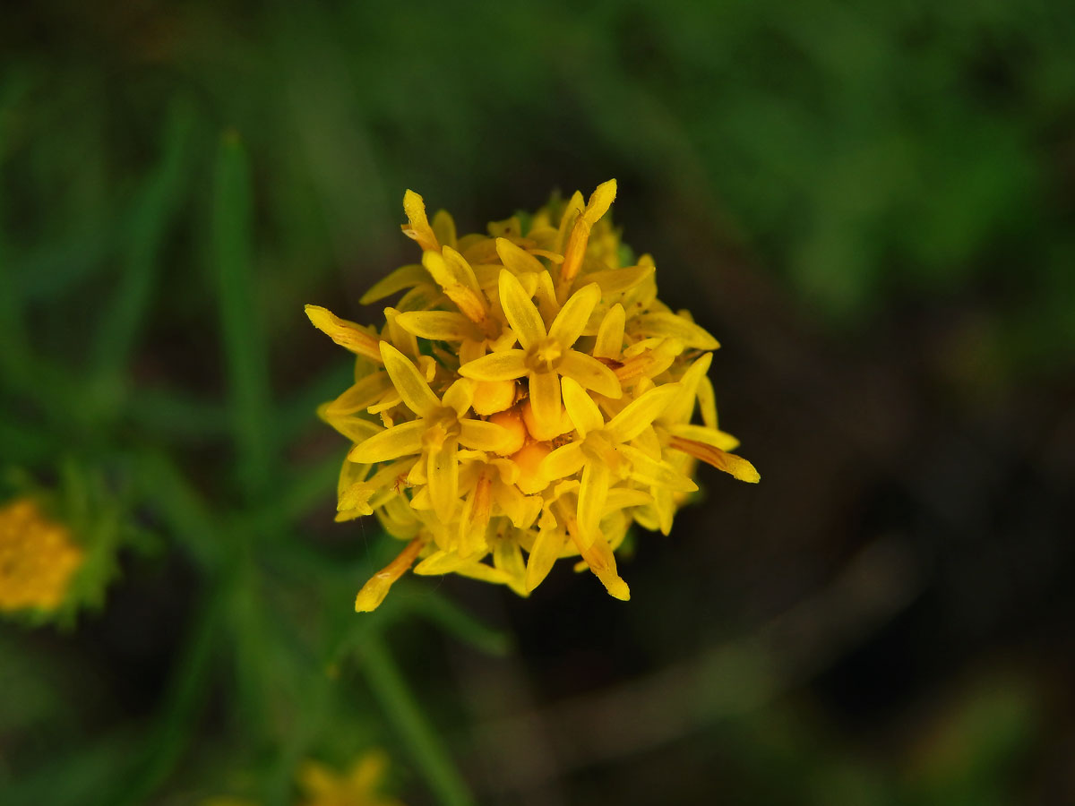 Hvězdnice zlatovlásek (Aster linosyris (L.) Bernh.)