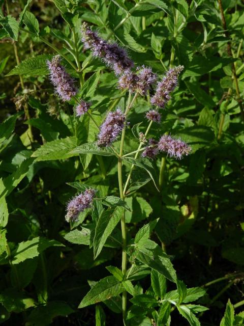 Máta dlouholistá (Mentha longifolia (L.) L.)