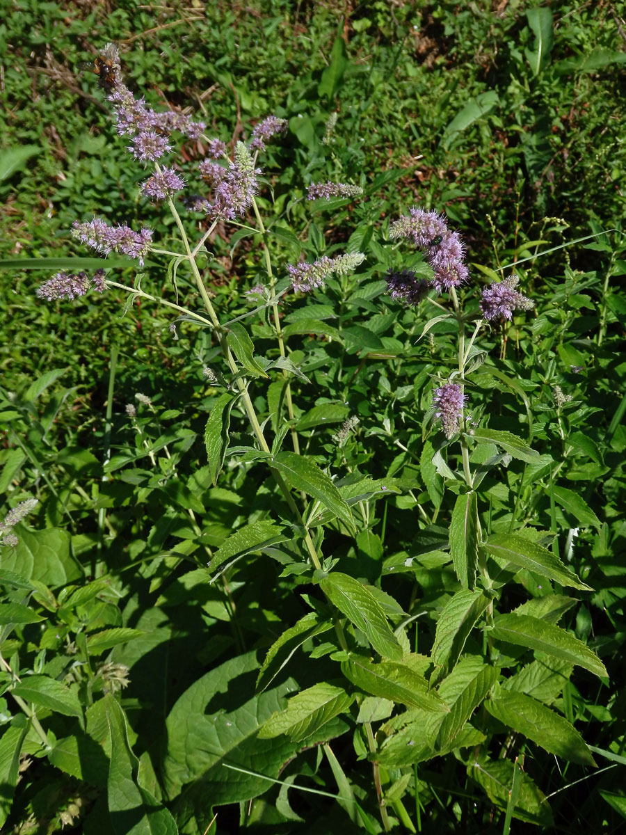 Máta dlouholistá (Mentha longifolia (L.) L.)