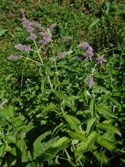 Máta dlouholistá (Mentha longifolia (L.) L.)