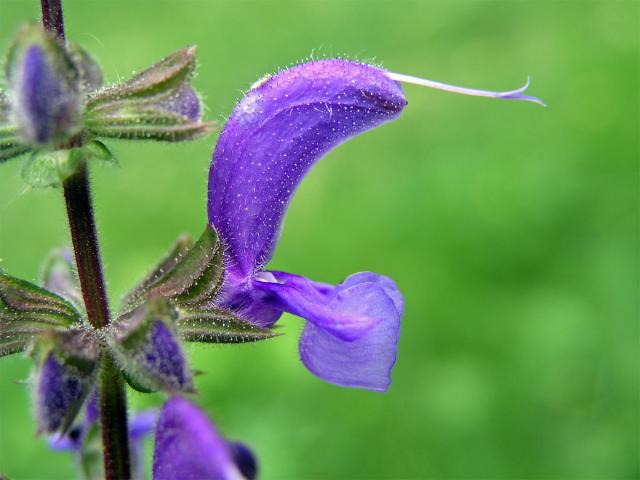 Šalvěj luční (Salvia pratensis L.)