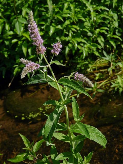 Máta dlouholistá (Mentha longifolia (L.) L.)