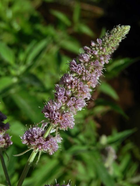 Máta dlouholistá (Mentha longifolia (L.) L.)