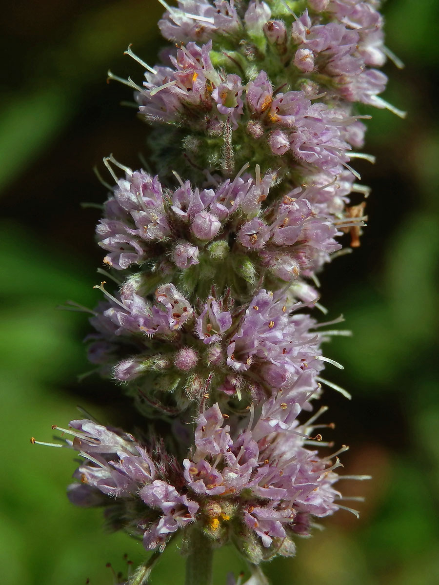 Máta dlouholistá (Mentha longifolia (L.) L.)