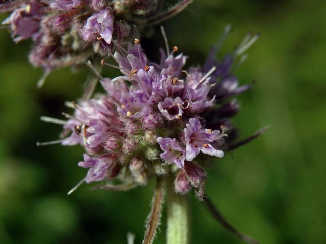 Máta dlouholistá (Mentha longifolia (L.) L.)