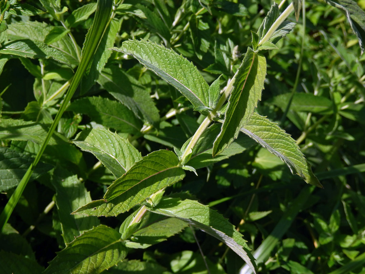 Máta dlouholistá (Mentha longifolia (L.) L.)