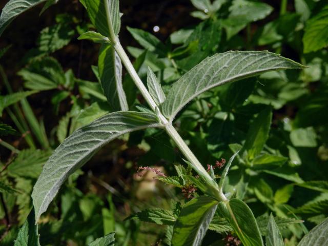 Máta dlouholistá (Mentha longifolia (L.) L.)