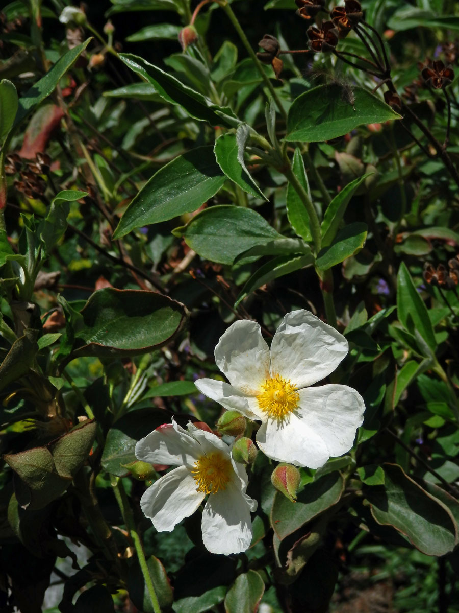 Cist vavřínolistý (Cistus laurifolius L.)