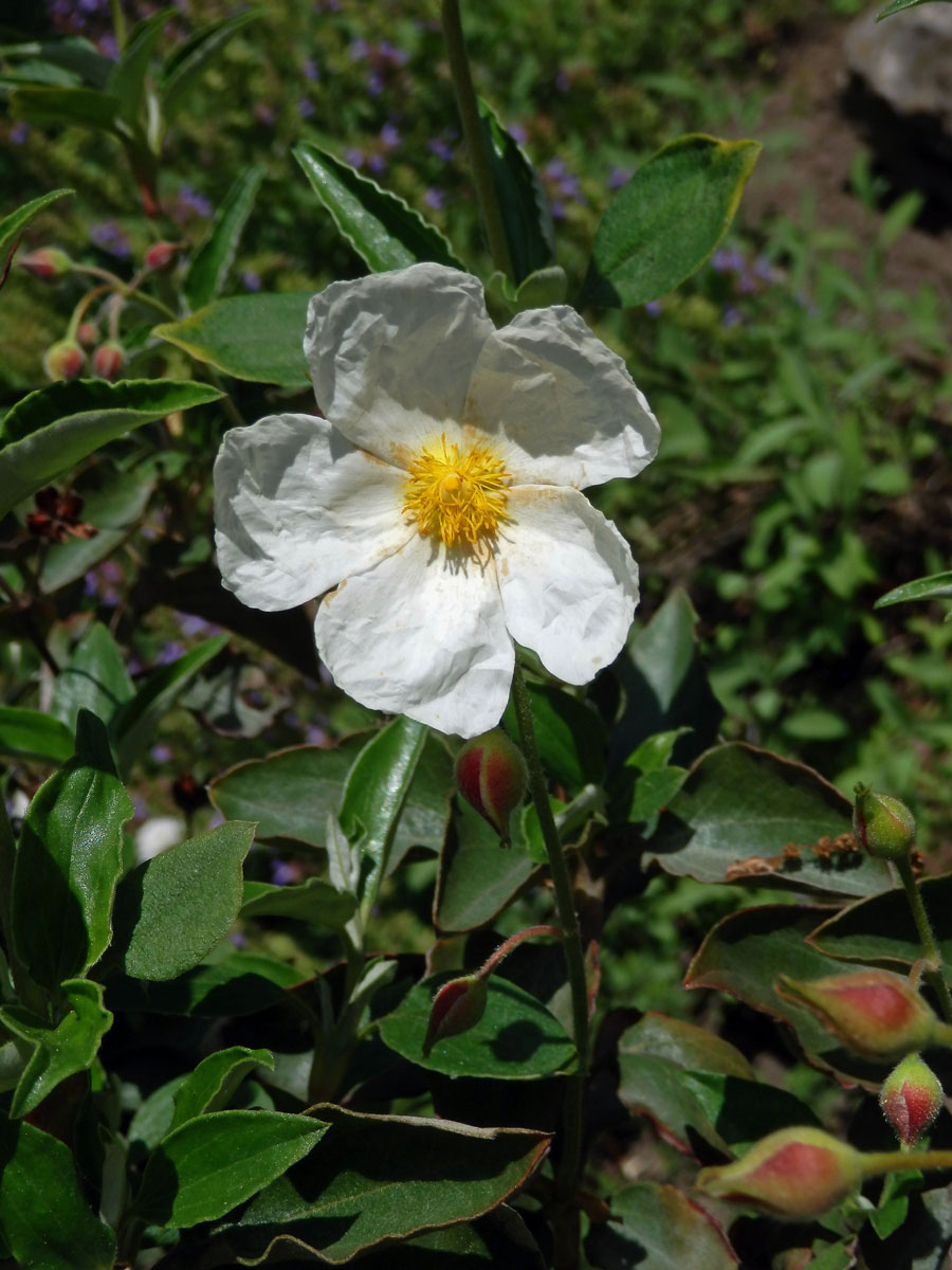 Cist vavřínolistý (Cistus laurifolius L.)