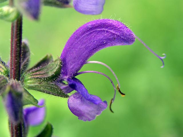 Šalvěj luční (Salvia pratensis L.)