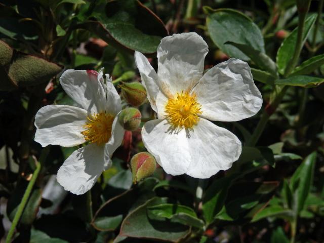 Cist vavřínolistý (Cistus laurifolius L.)