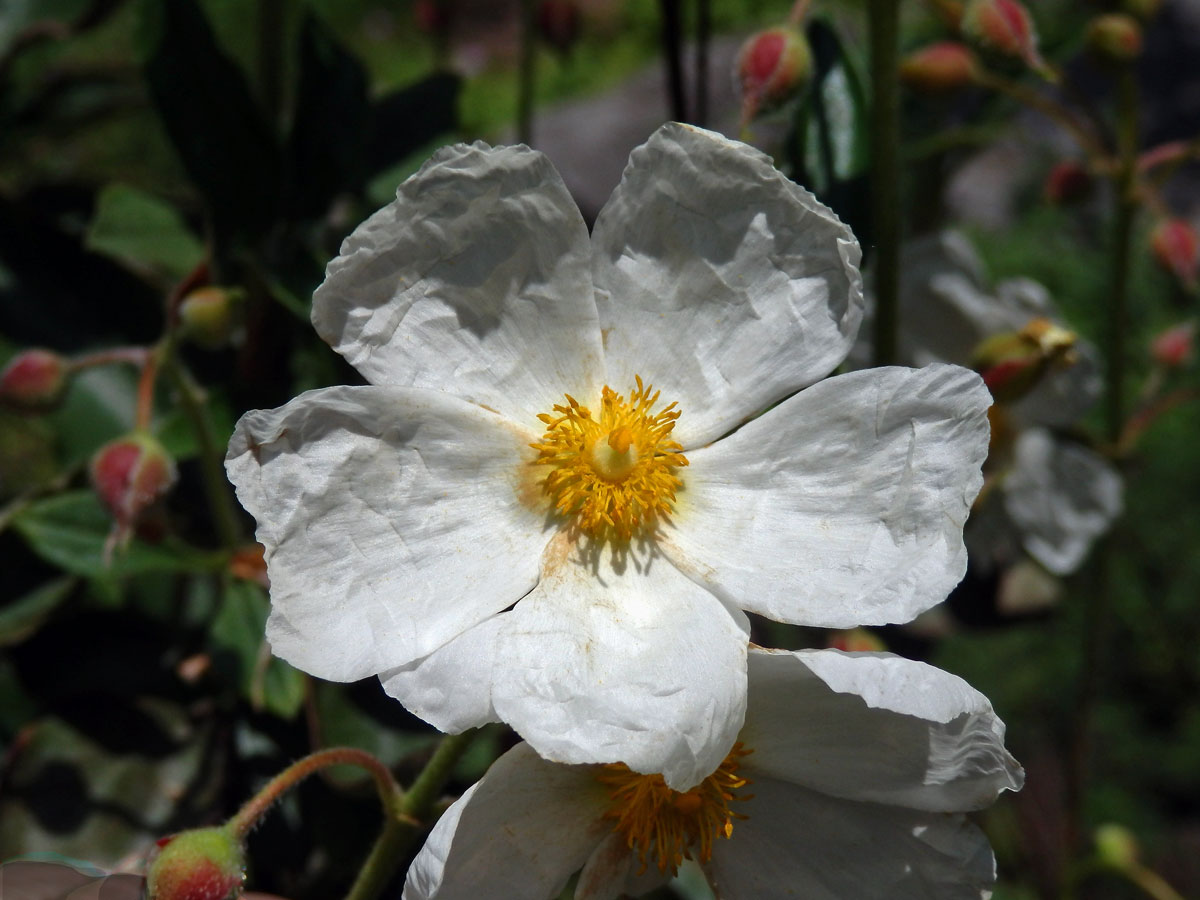 Cist vavřínolistý (Cistus laurifolius L.)