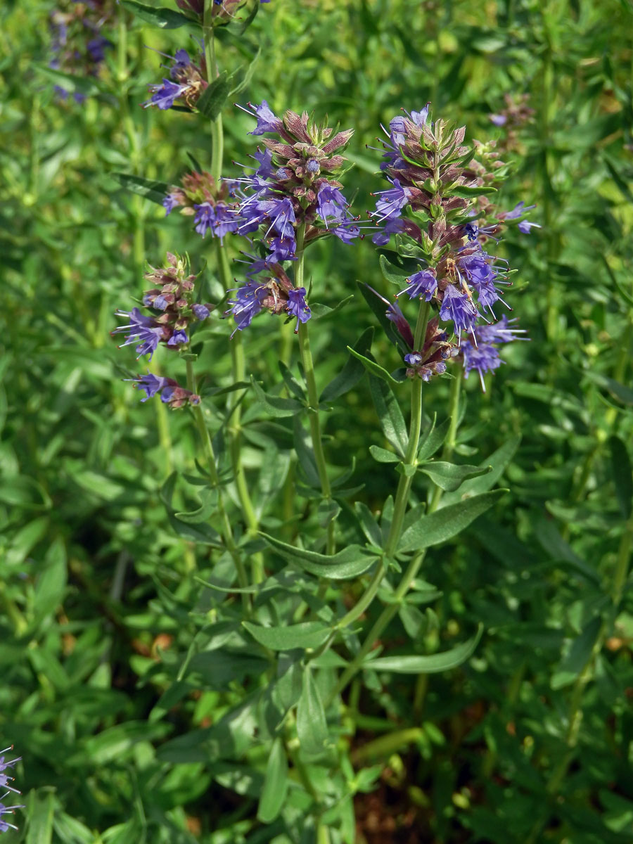 Yzop lékařský (Hyssopus officinalis L.)