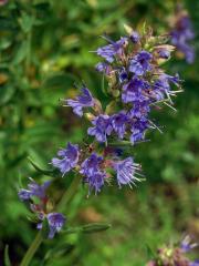 Yzop lékařský (Hyssopus officinalis L.)