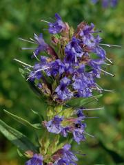 Yzop lékařský (Hyssopus officinalis L.)