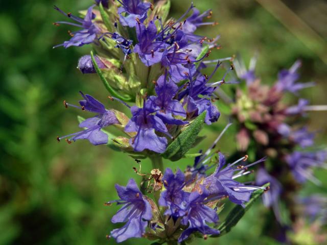 Yzop lékařský (Hyssopus officinalis L.)