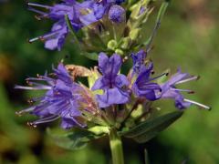 Yzop lékařský (Hyssopus officinalis L.)