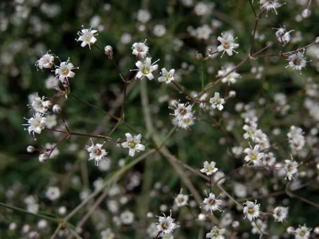 Šater latnatý (Gysophilla paniculata L.)