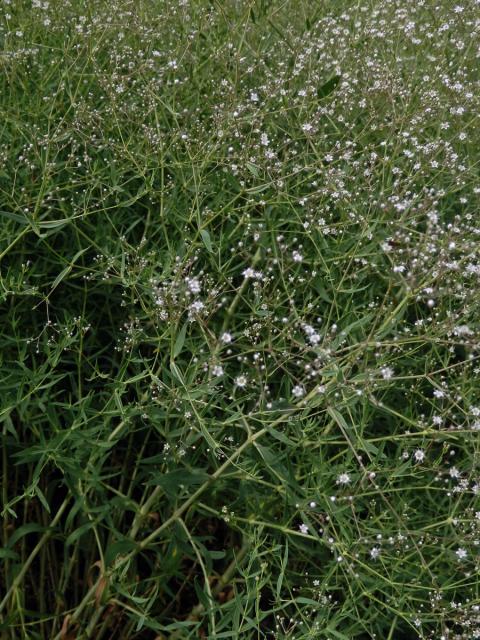 Šater latnatý (Gysophilla paniculata L.)